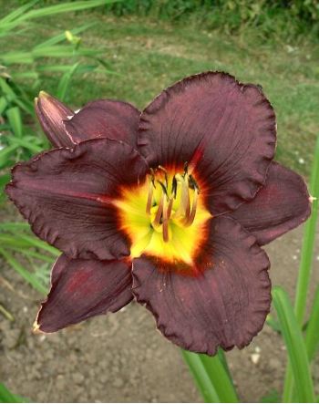 Hemerocallis bela lugosi